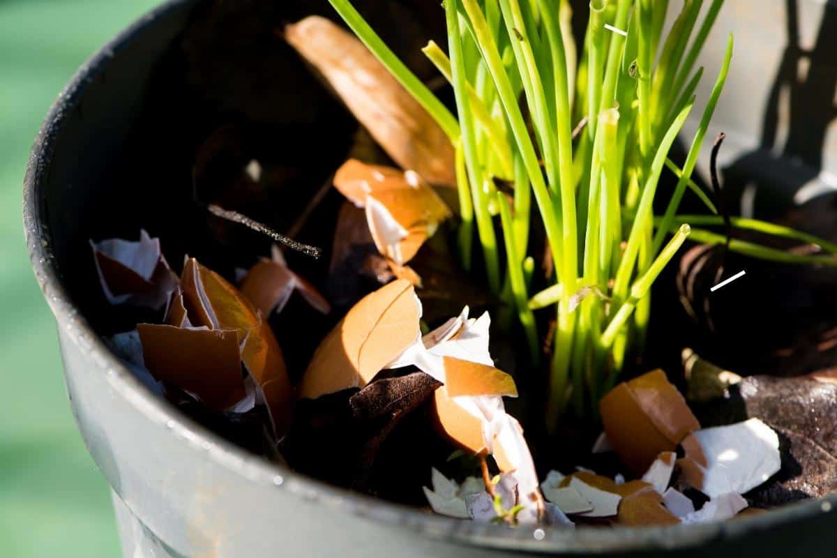 Eggshells and plant leaves in a black pot with green stems growing from the soil showcase innovative food waste hacks, transforming scraps into nourishment for lush growth.