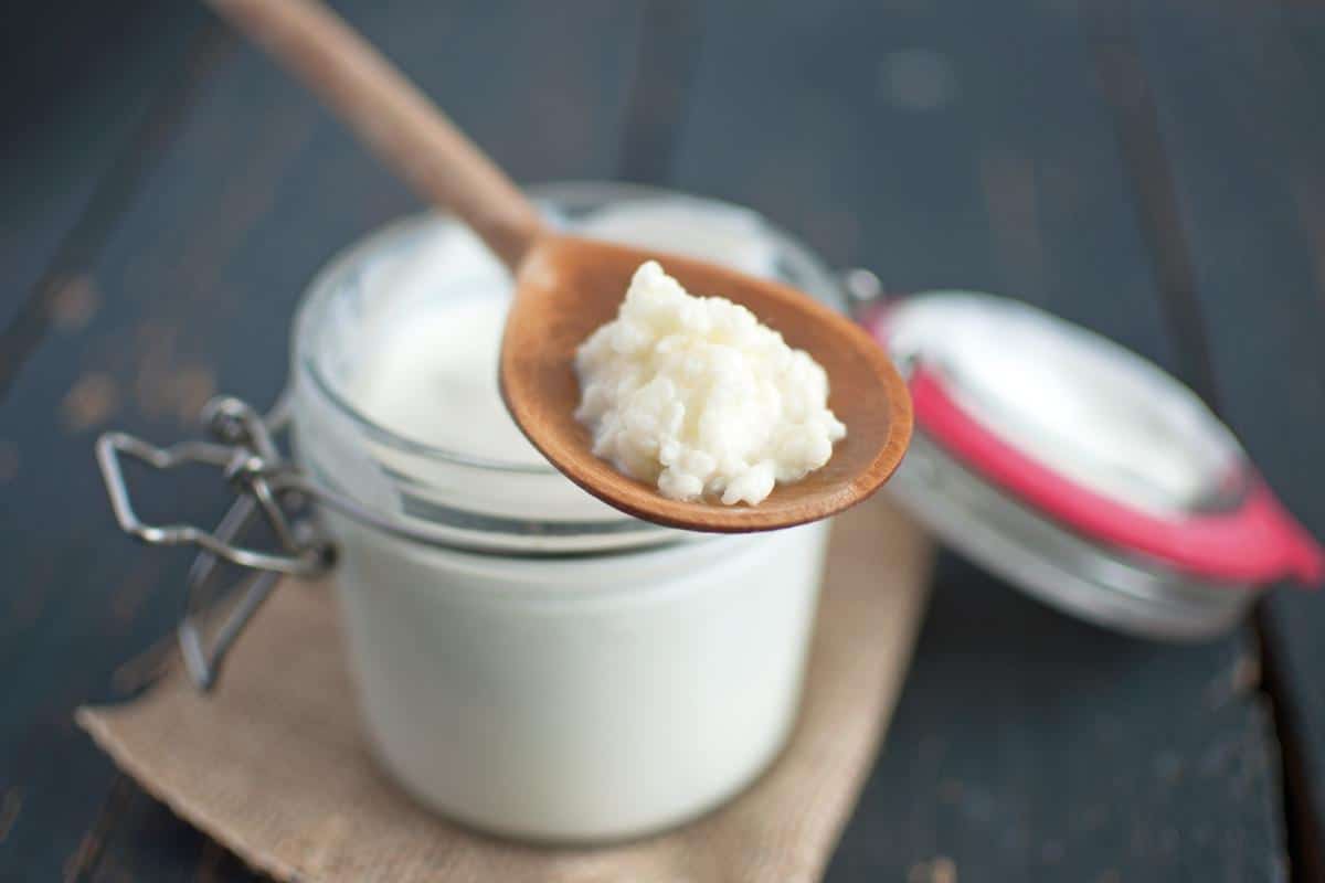 Wooden spoon of kefir grains.